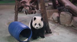 Cute baby panda plays with a barrel