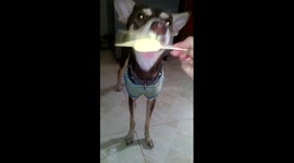 Dog eating ice cream