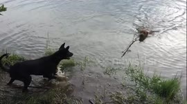Dog pulling his friend out of the river