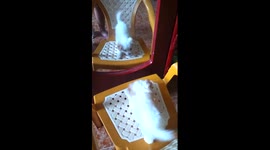 Dog barking at himself in front of the mirror
