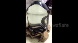 Traditional Chinese medicinal liquor made by alive snake