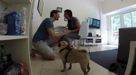 Too cute! Man gets help from his pet pug to propose