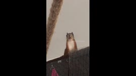 Weird Singing squirrel