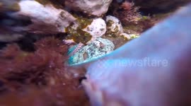 Octopus attempts to steal Gopro