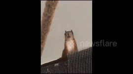 This singing squirrel has the voice of an angel