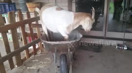 Goat finds breakfast in wheel barrow