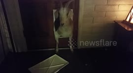 Goat breaks in house through doggy door!