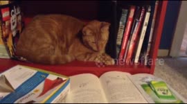 Cat appears to read book