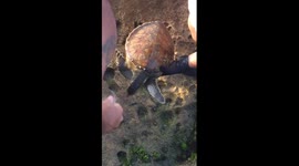 Juvenile Green Sea Turtle Rescue