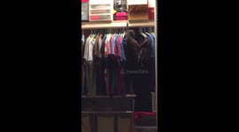 Funny cat turns light on and off