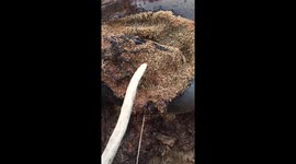 Dead sea lion on beach in crescent city ca