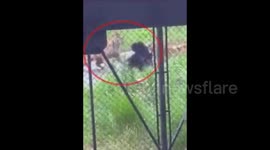 Tigers savage bear in Chinese zoo