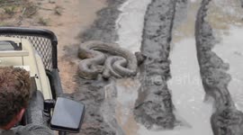 Huge Python Strikes at Open Safari Vehicle - Kruger National Park.