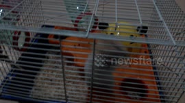 Cute acrobatic hamster pet