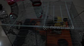 Acrobatic hamster
