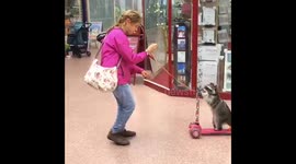 Woman takes pet raccoon round on scooter in Kent