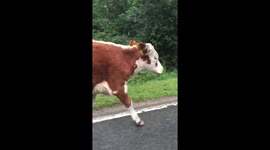 Cow