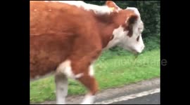 Cows take over country road