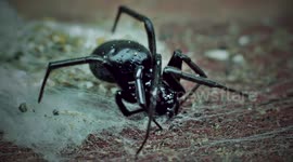 Arachnophobia! Mother spider lets out her minions