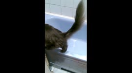 Drinking and playing cat