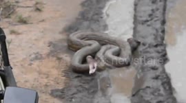 Huge python strikes at safari vehicle