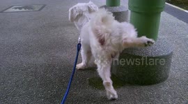 My Maltese Dog having a Mega Pee (>1 minute)!
