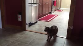 Cat tries to catch a mini-drone