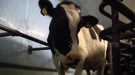 Video and Song to promote milk and dairy farmers written and made by Orkney Young Farmers