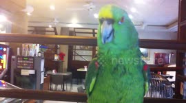 Talking Parrot
