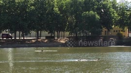 Dog and Duck