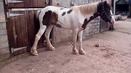 Brenda the horse with a itchy backside!!!