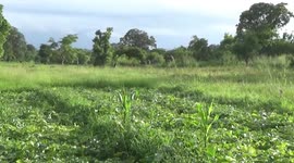 Herd of elephants invade agricultural fields in Sri Lanka