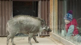 This Is Dakila! The Warty Pig with a Heart Murmur