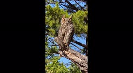 Head-bobbing and screeching great-horned owl spotted in Oklahoma