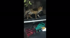 Tame London Urban Fox sitting on a sofa outside suddenly grabs a kitchen roll.