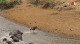 Brave wildebeest calf escapes group of angry hippos
