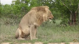 'Intriguing footage captures the moments leading up to a lion puking '