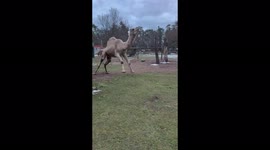 Happy Hump Day from Humphrey, the camel! He loves to come up and say hi and do a little hop on his way.