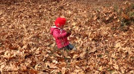 Photography lovers from all around the country visit Mughal gardens in Srinagar city to take pictures ,videos of chinar trees full of golden leaves.