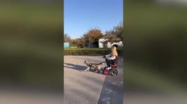 Woman dangles chicken leg in front of pet husky to make it pull cart
