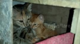 What's next? Cats and kittens caught sleeping under chickens