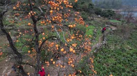 Beautiful drone footage shows ripe persimmons hanging from tree in Guizhou Province, China
