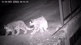 Elusive snow leopards spotted near hydropower station in northern China