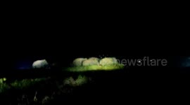 Herd of elephants sneak into farm fields under cover of night in eastern India