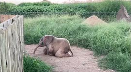 Orphaned elephant, Khanyisa, rolls in the sand shortly after being rescued and brought to HERD