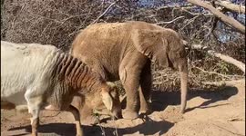 Muddy fun for orphaned elephant, Khanyisa, and her companion sheep, Lammie