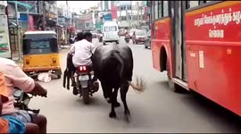Mother buffalo chases after vehicle carrying her calf in southern India