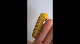 Hawkmoth caterpillar spotted in Spain is beautiful and unique