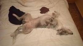 Came home to find the dog had made himself very comfortable on our bed!