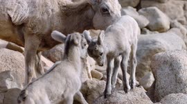 Bighorn sheep babies get into the cutest tussle ever